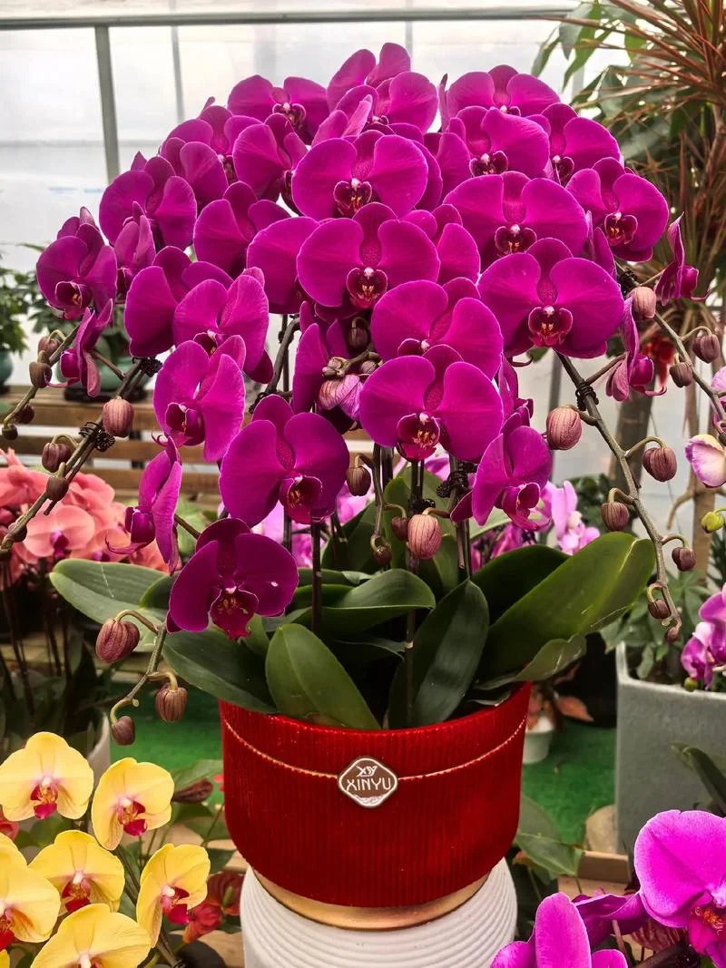 春节送什么盆栽的花_1