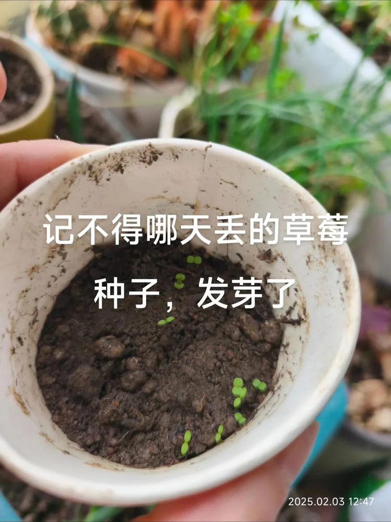 什么是种草莓啊_1