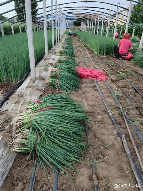 大葱种植一亩成本多少_2