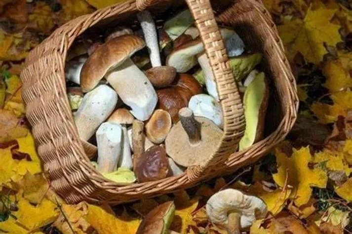 孕妇梦见采蘑菇-孕妇梦采蘑菇