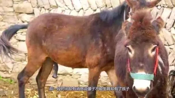 孕妇梦见骡子什么意思_2