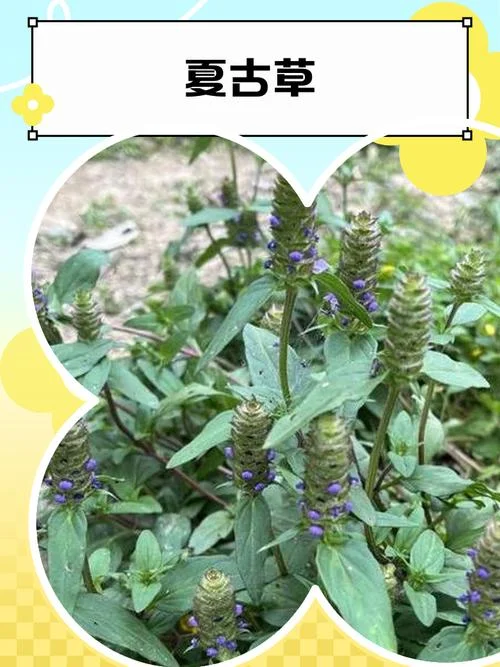 夏枯草几月份采收_1