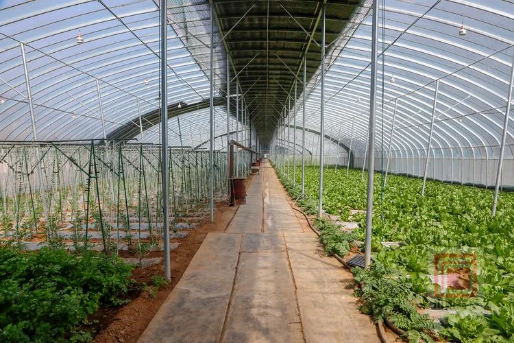 建一个蔬菜大棚_2