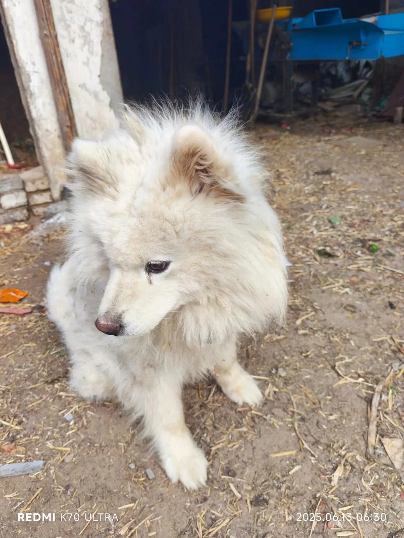 梦见被小白狗咬住不放_1