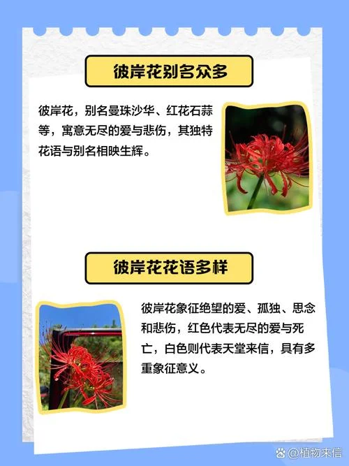 彼岸花的别名叫什么_2
