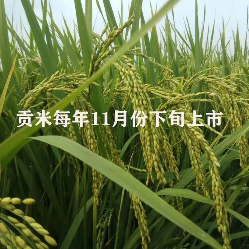 大米的历史简介_1