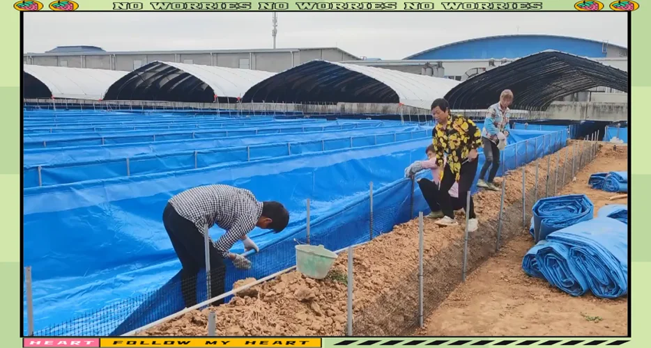 水蛭养殖一亩投放多少_2