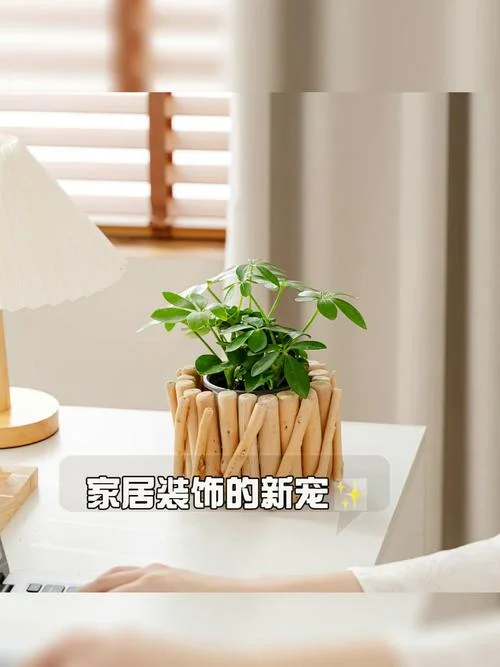 家居出处_1