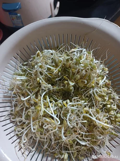 梦见绿豆坏了_2