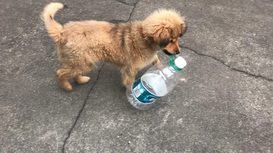 抛水瓶游戏规则介绍-抛水瓶游戏规则