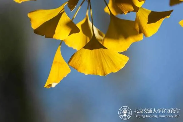 银杏app是干什么的_2
