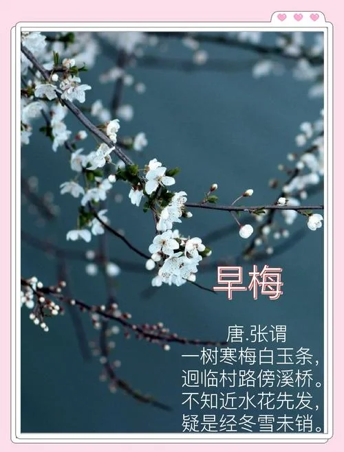 早梅这首诗的作者是谁_1