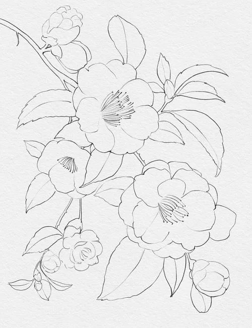 茶花简笔画图案_1