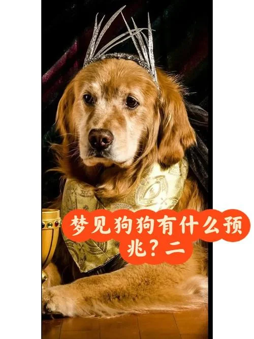 梦见狗把我带回了他家_2
