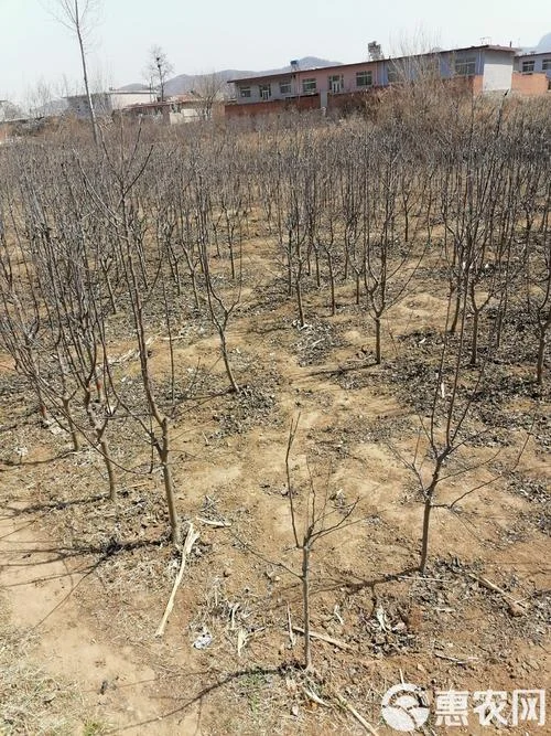种梨树一亩地多少利润_2