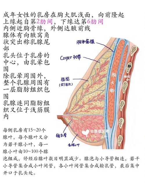 乳房结构与生理原理_2