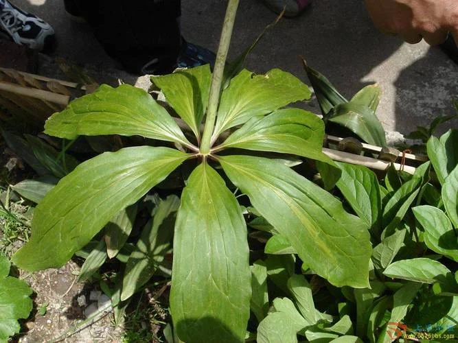 蝎子七的花叫什么花_2