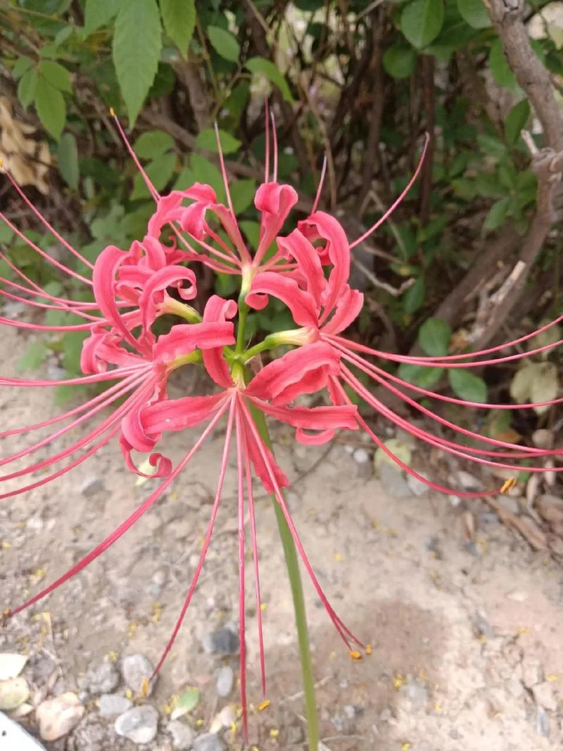 无叶花叫什么花_2