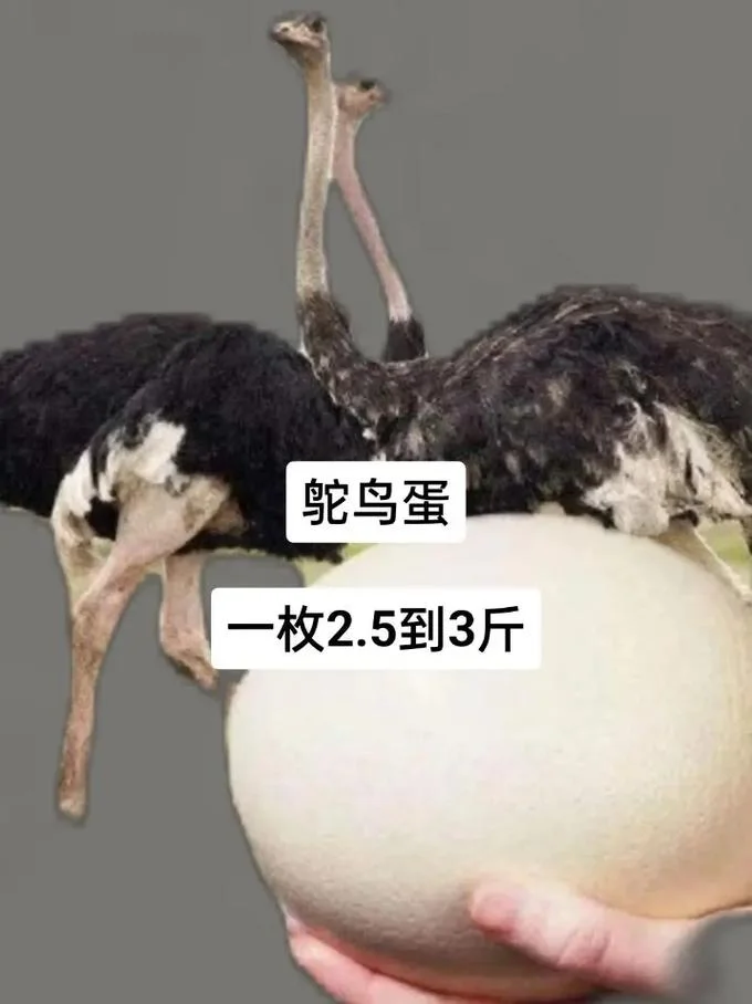 梦见鸵鸟蛋-梦见鸵鸟蛋