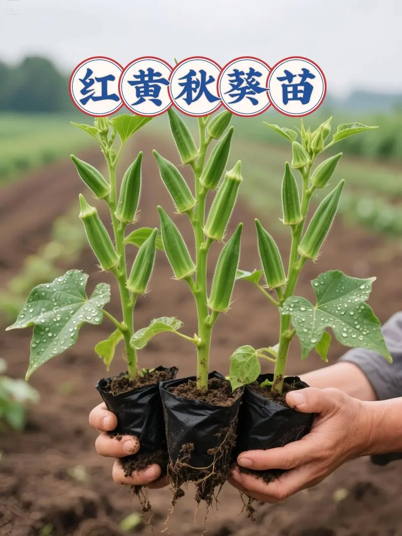 一亩黄秋葵能种多少棵_1