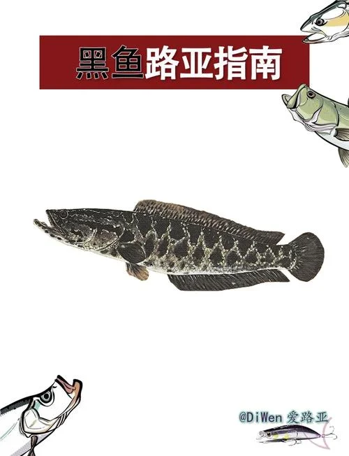 几月份路亚黑鱼最好_1