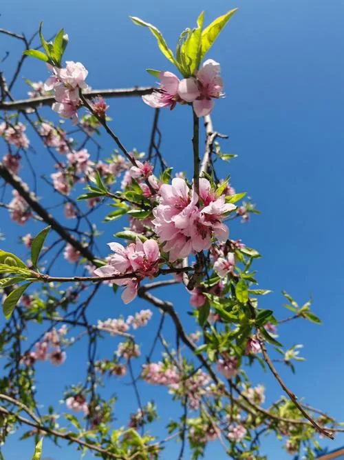 梦见桃花满天飞_2