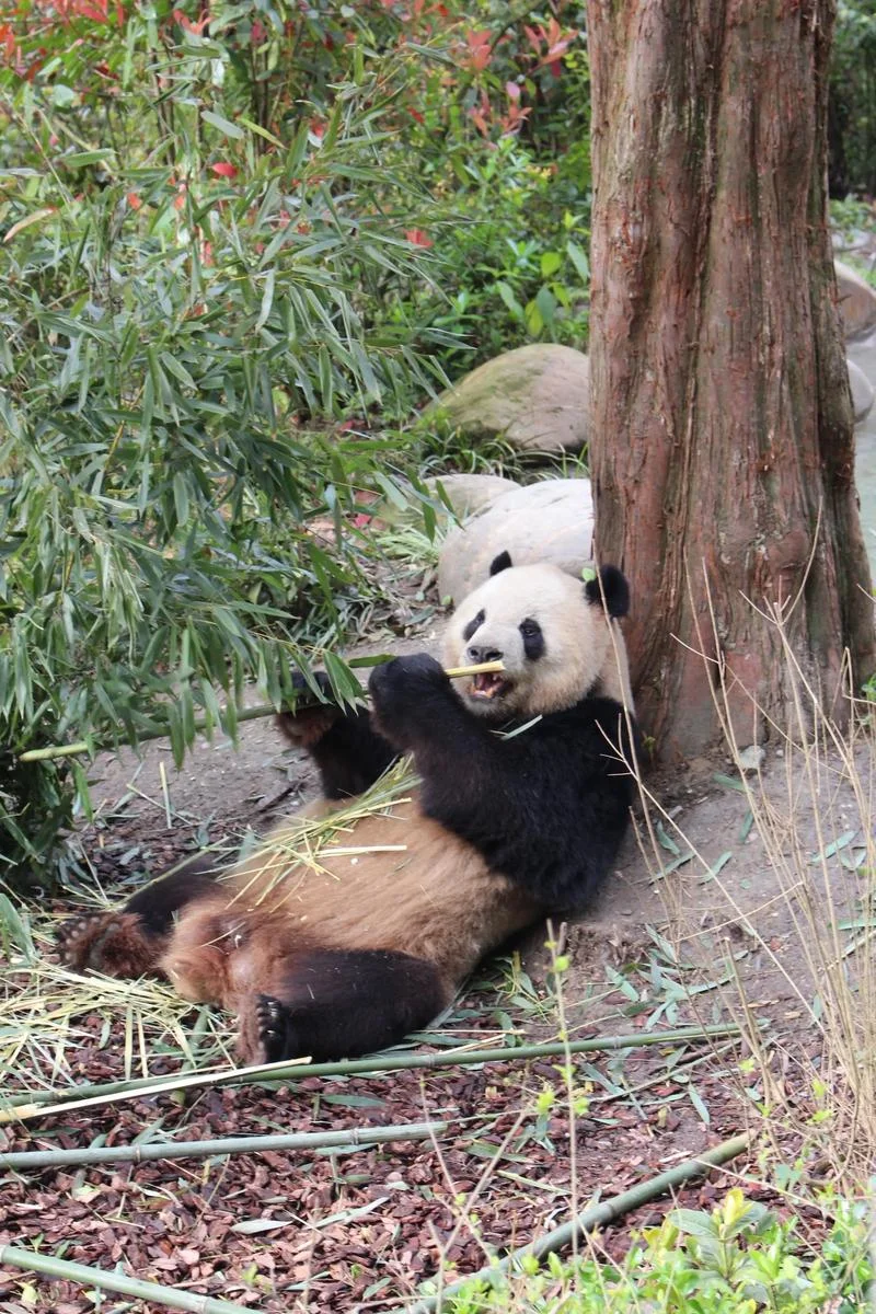 成都旅游景点大熊猫-成都景点大熊猫