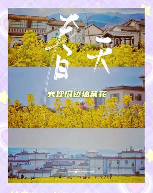 大理油菜花几月开_1