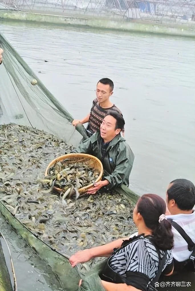 养泥鳅一亩地赚多少钱_2