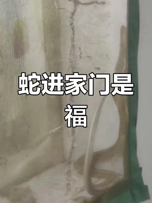 梦见蛇进洞是什么意思_2