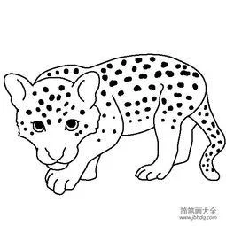 豹的简笔画图片大全_2