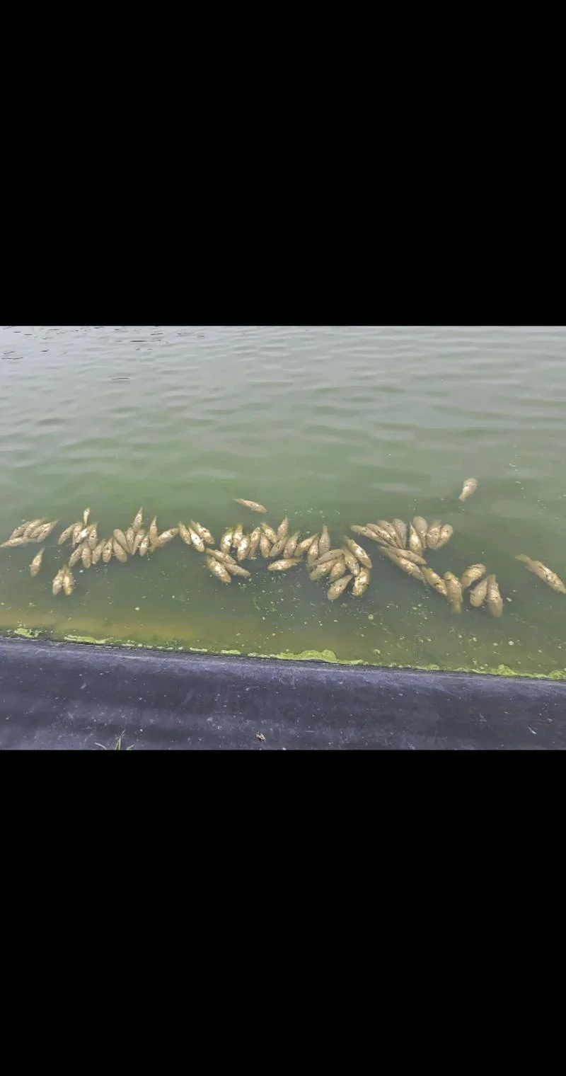 做梦海里好多大死鱼-梦里躺满死鱼