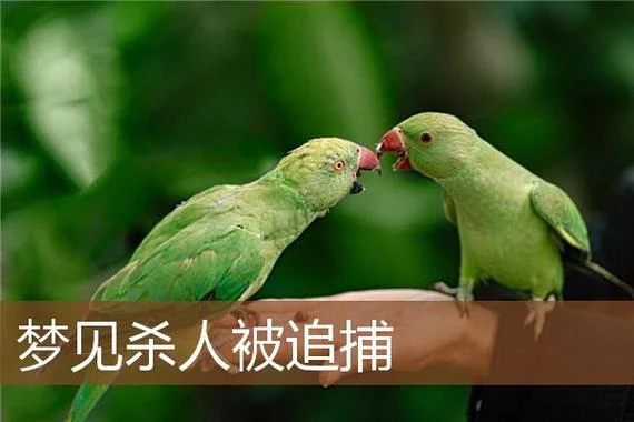 梦见被杀人是什么兆头_1