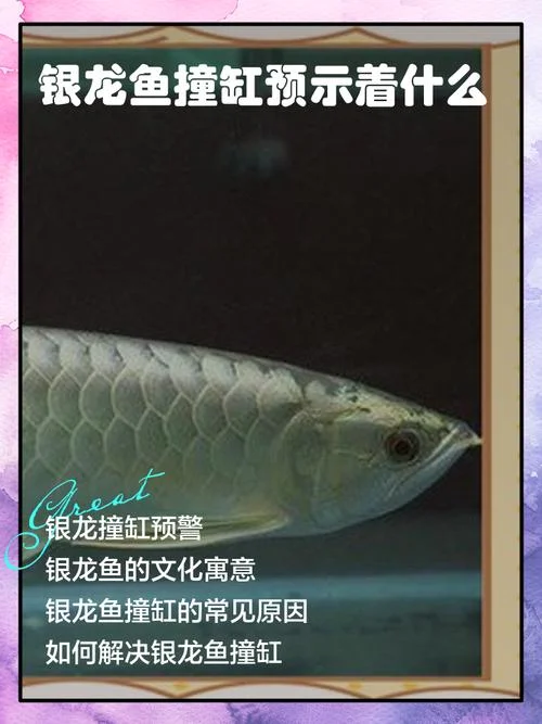 做梦梦到鱼很多的鱼是什么征兆_1