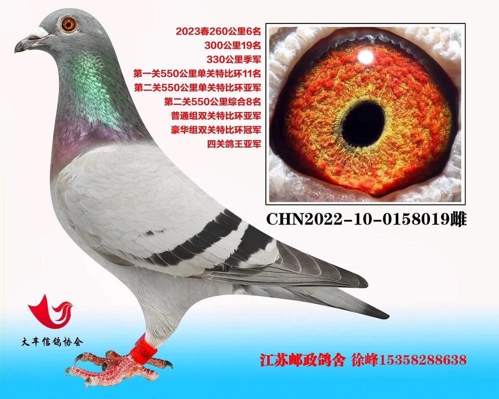 飞扬搜鸽天下成绩_1