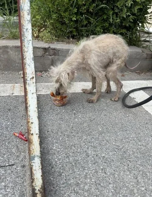 梦到瘦弱的小狗_1