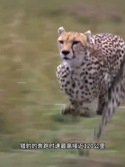 猎豹能跑多少千米_1