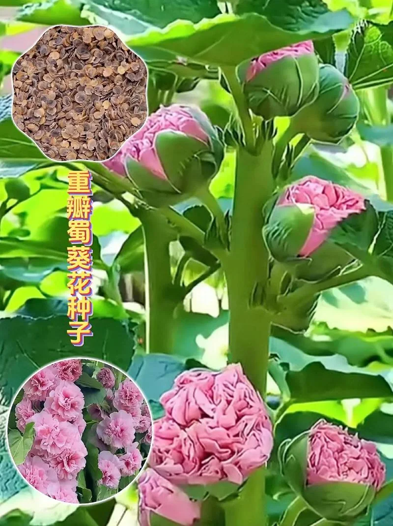 蜀葵一亩地用多少种子_2