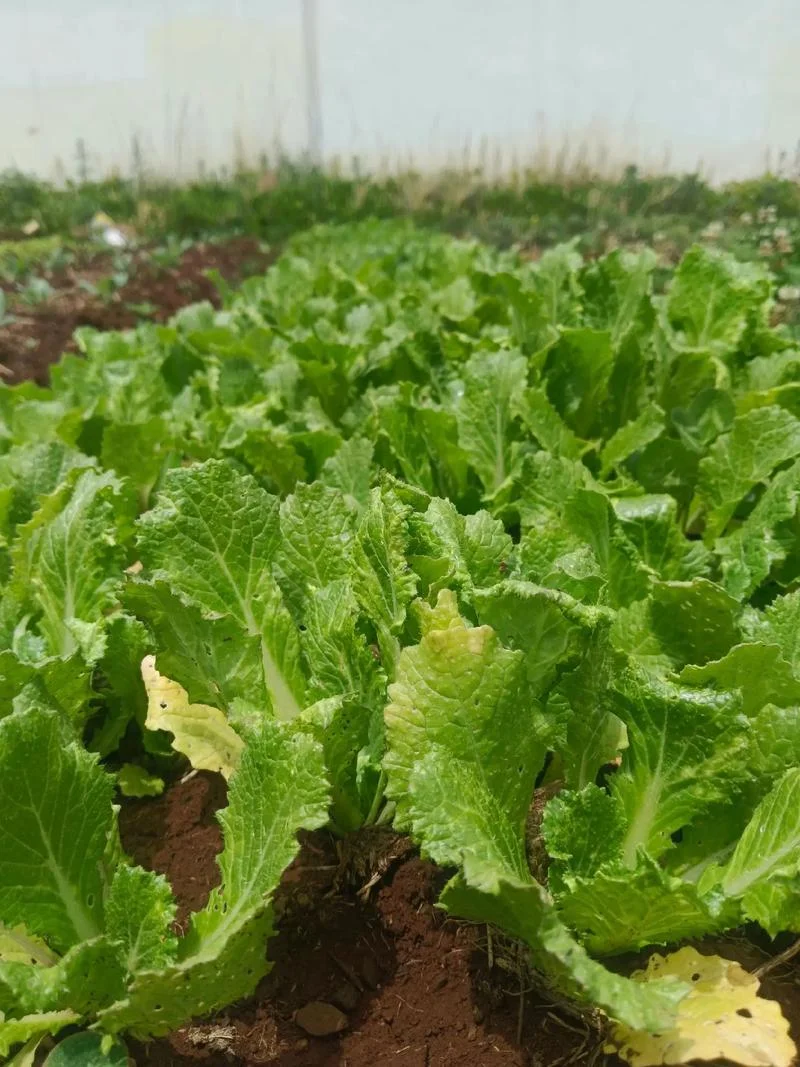 梦到种菜_1