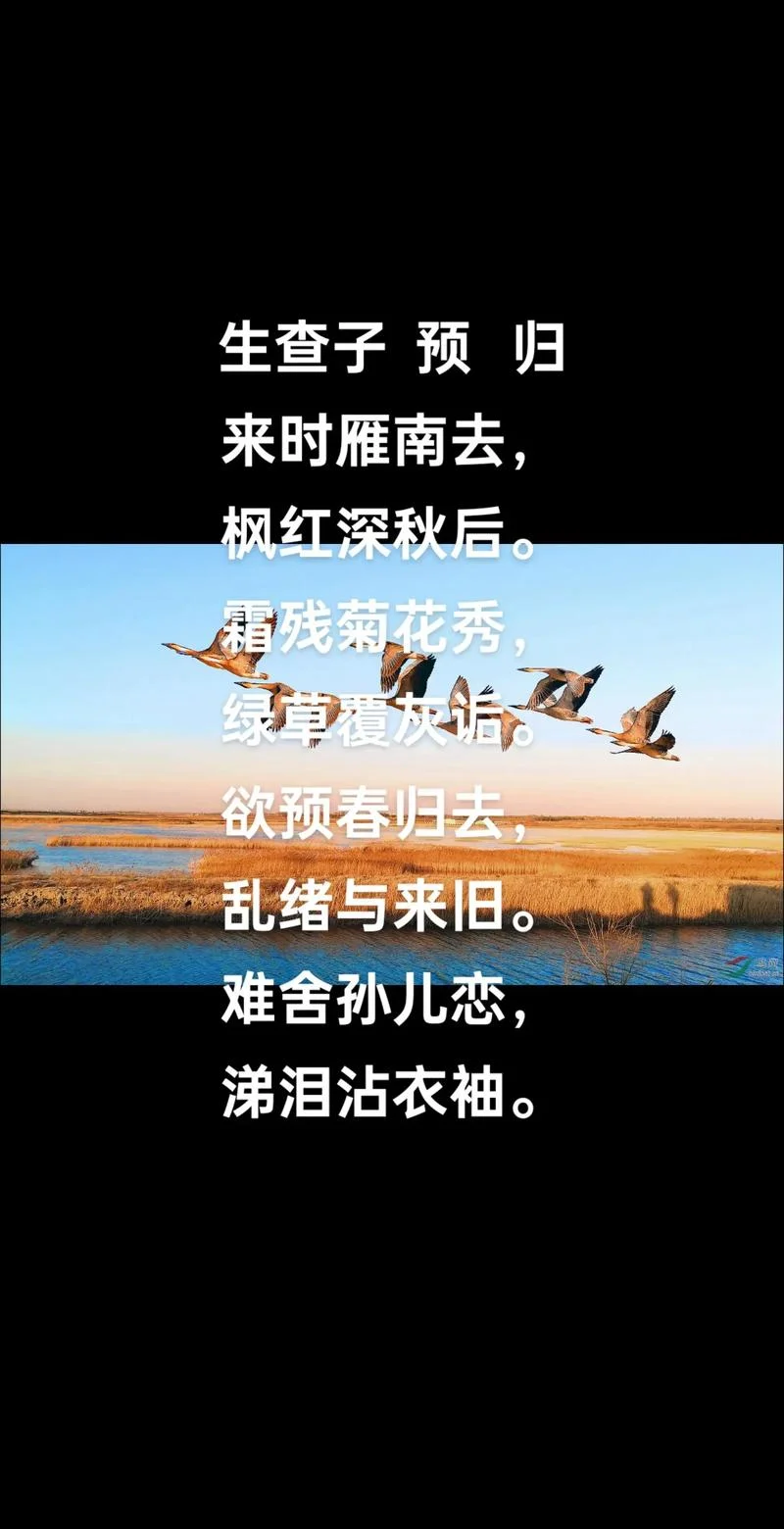 归鸿南飞露将凝 出处-归鸿南飞露将凝