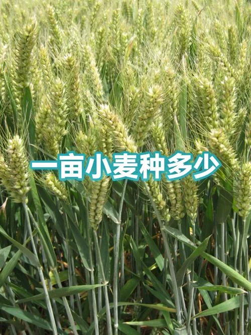 一亩有多少个平方_1