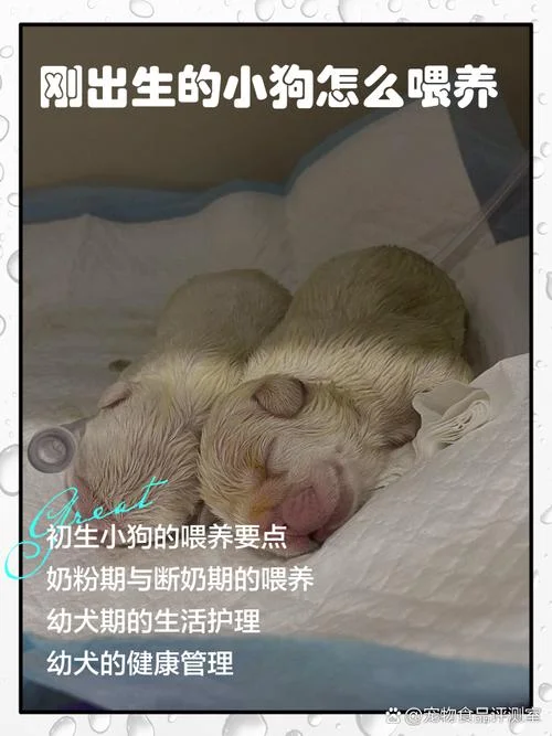 梦到狗生小狗什么预兆-梦见狗生仔的寓意