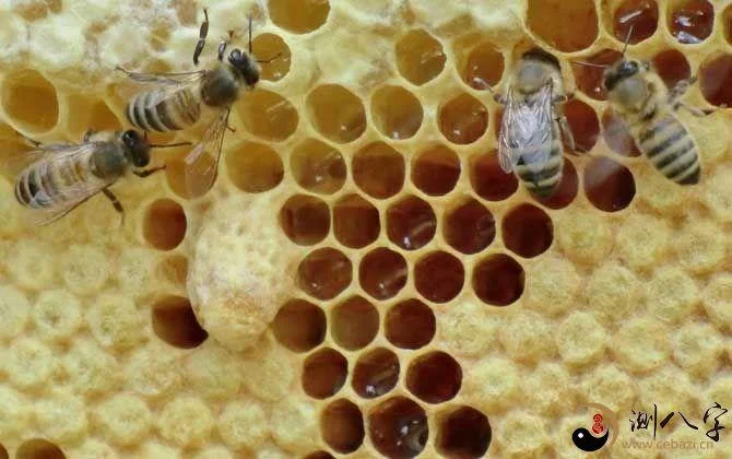 做梦梦到蜜蜂追我_2