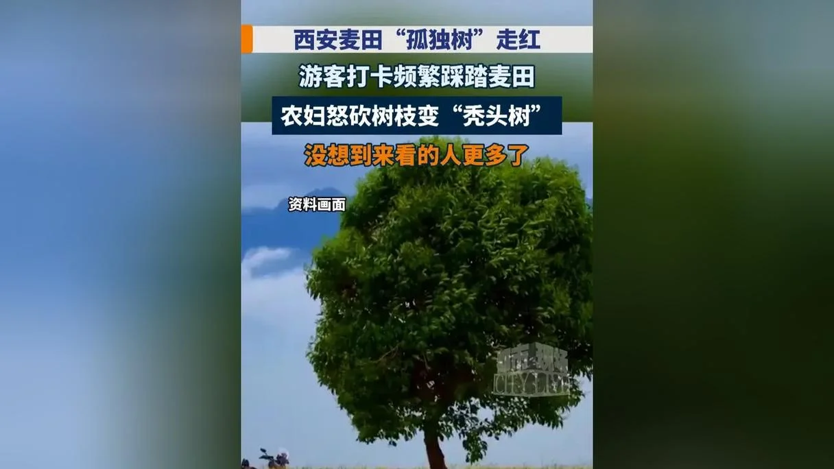 梦见别人砍掉树头-他人断树根