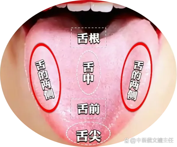 舌头上面的部位叫什么-舌面