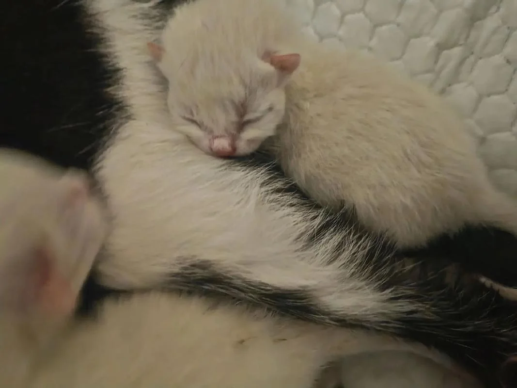 梦见猫咪生了好多小猫-梦猫产仔