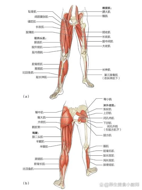 大腿根部叫什么肌肉_2