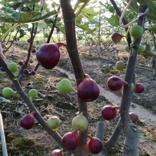 种植构树一亩养牛多少_2