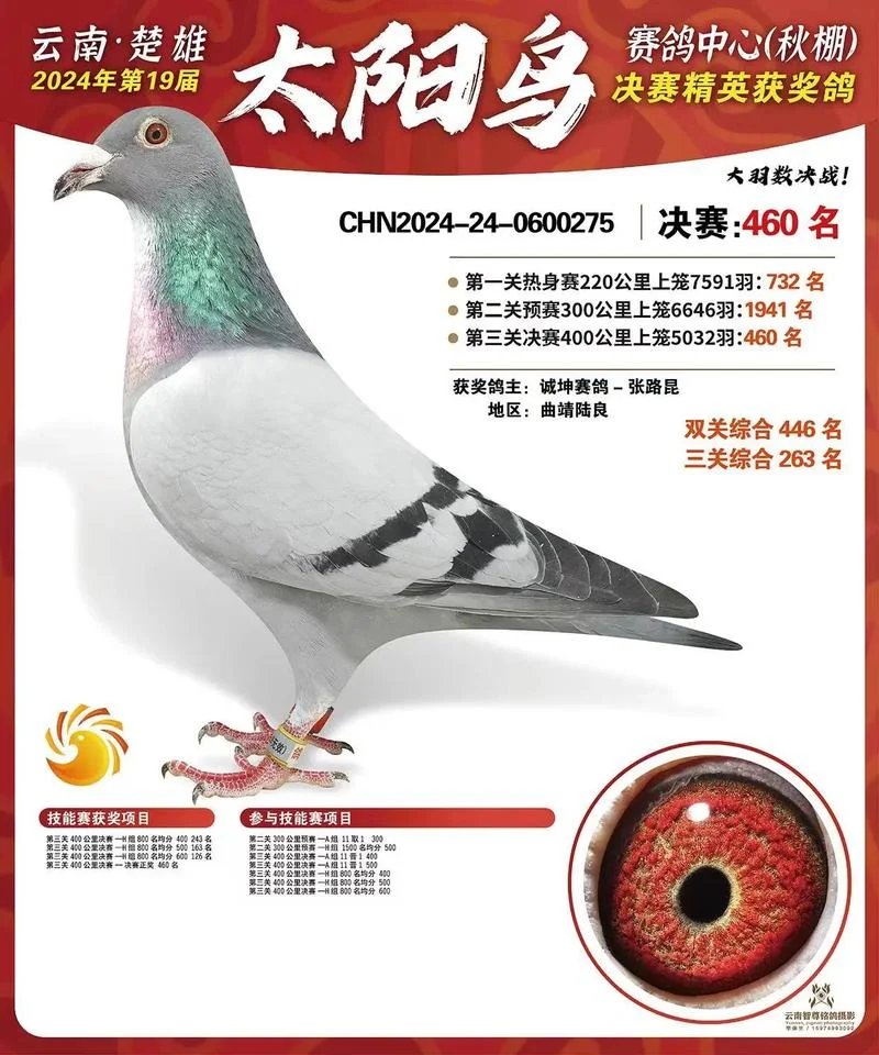 赛鸽鸽主成绩查询_2