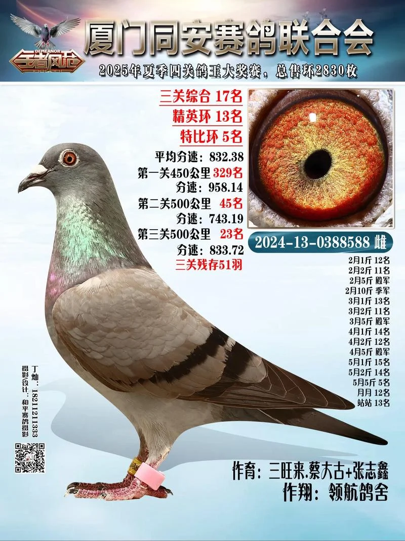 免费赛鸽成绩查询网_1